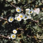 link building for seo