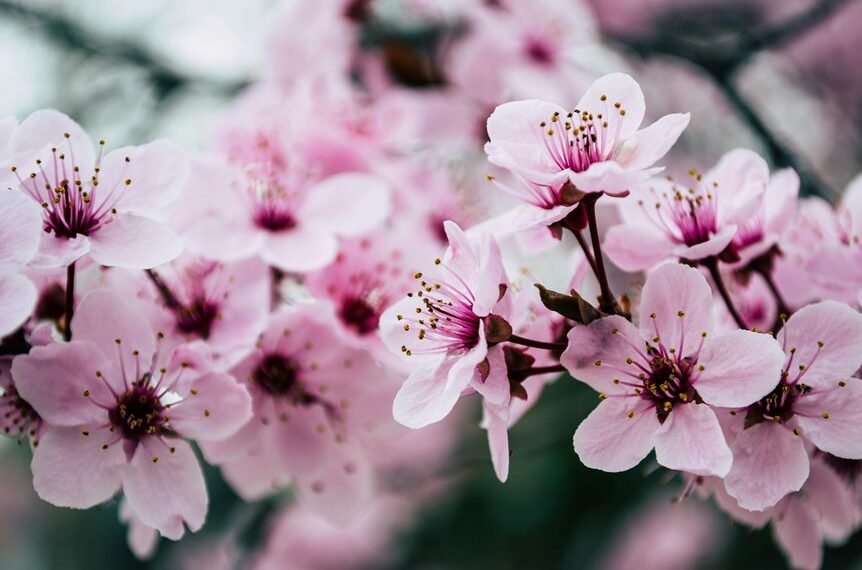 seo growth authority strategies